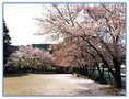3月下旬から4月上旬には桜がきれいです!