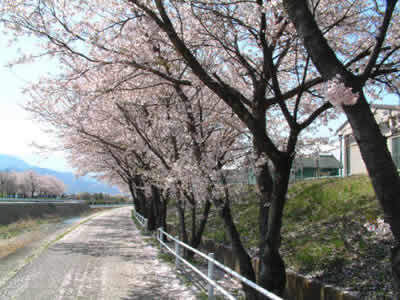 坪川（つぼかわ）土手の桜イメージ