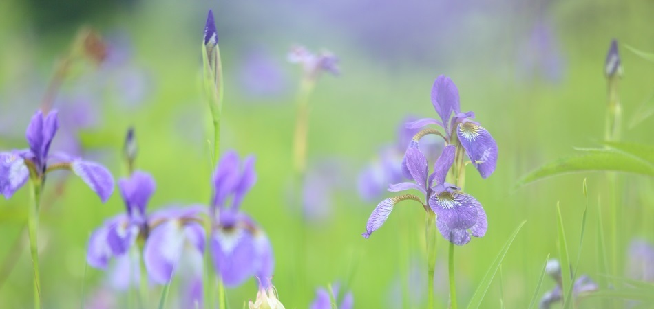 南アルプス市のシンボル_市の花_アヤメ