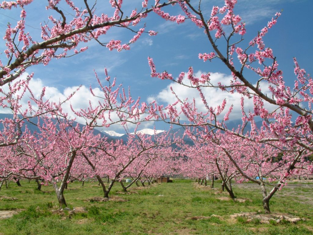 桃の花と白根三山 桃の花と遠くに雪をかぶった白根三山を望む(4月上旬~中旬).jpg