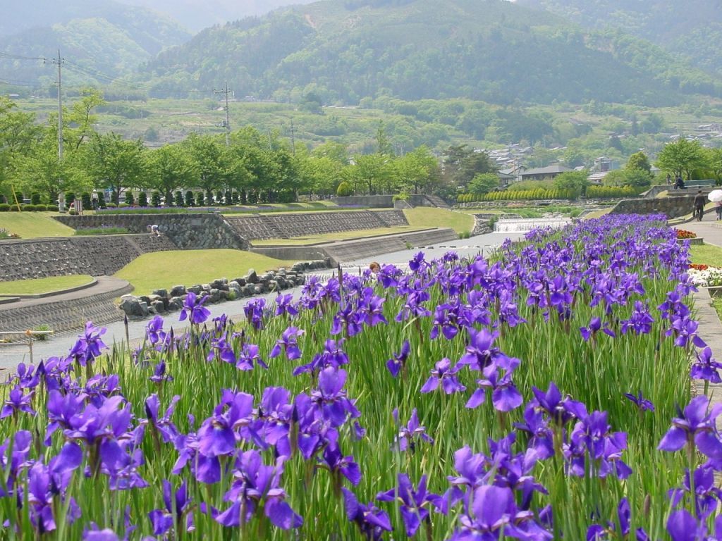 6滝沢川公園のアヤメ.jpg