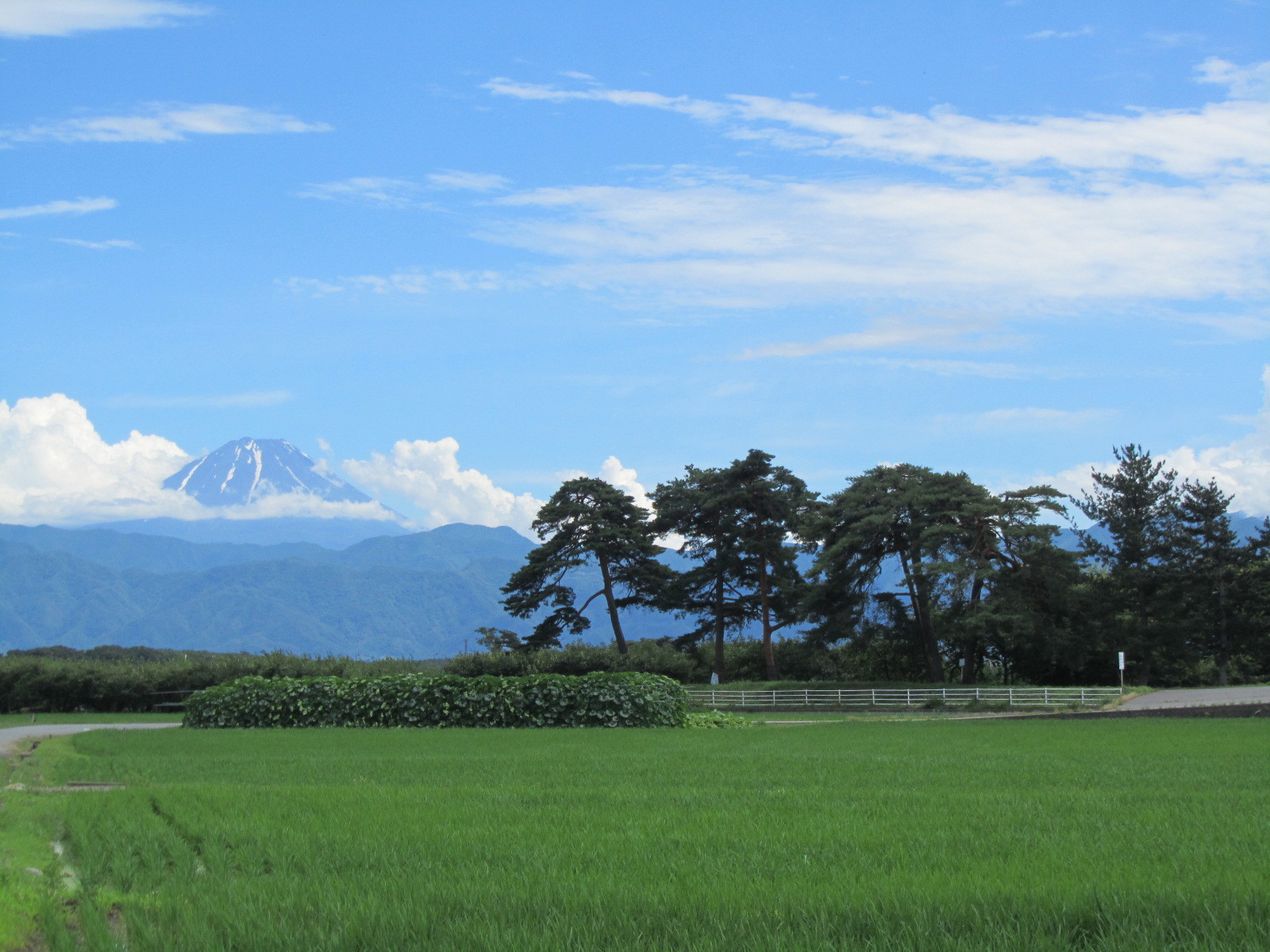 ○No.4 釜無川右岸堤防松並木 景観重要樹木(上高砂).JPG