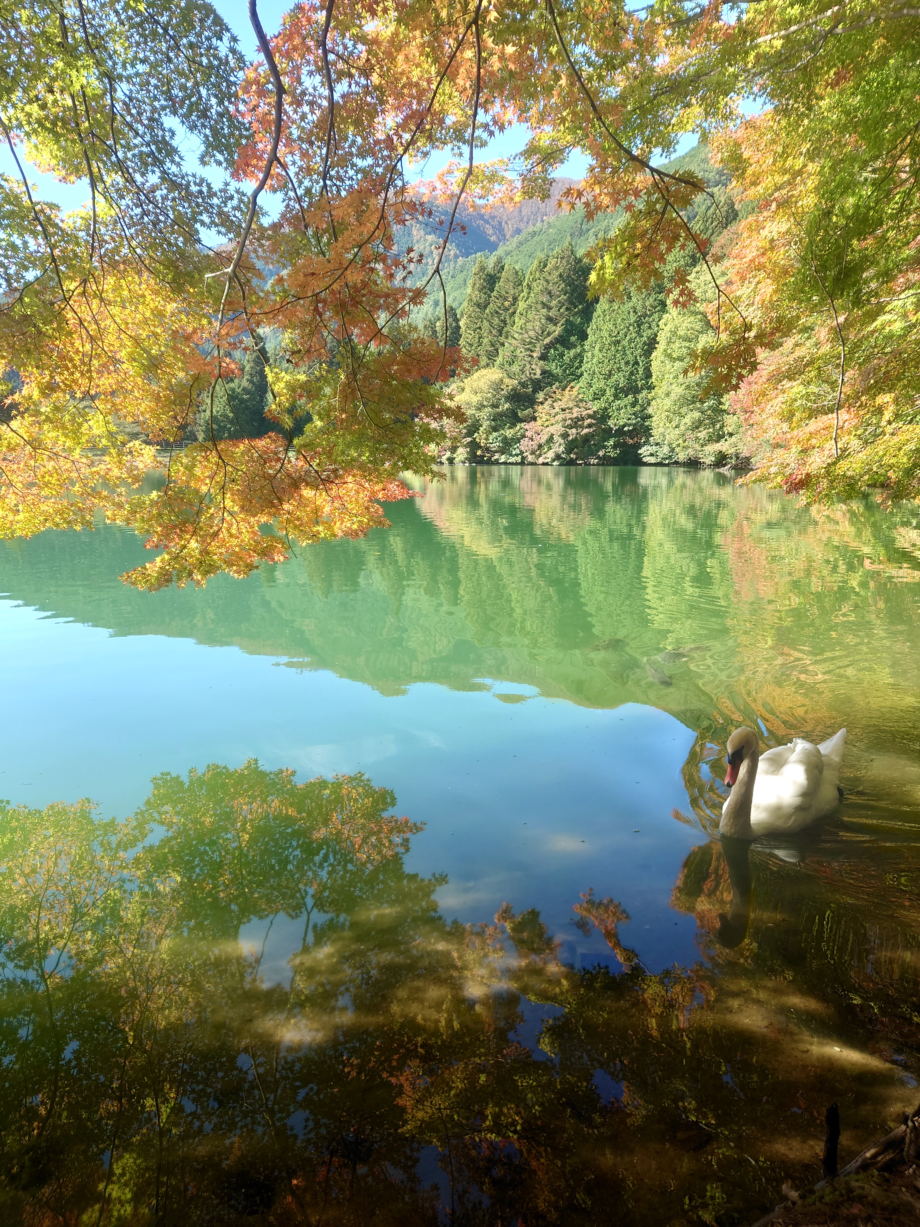 17紅葉と白鳥2.jpg
