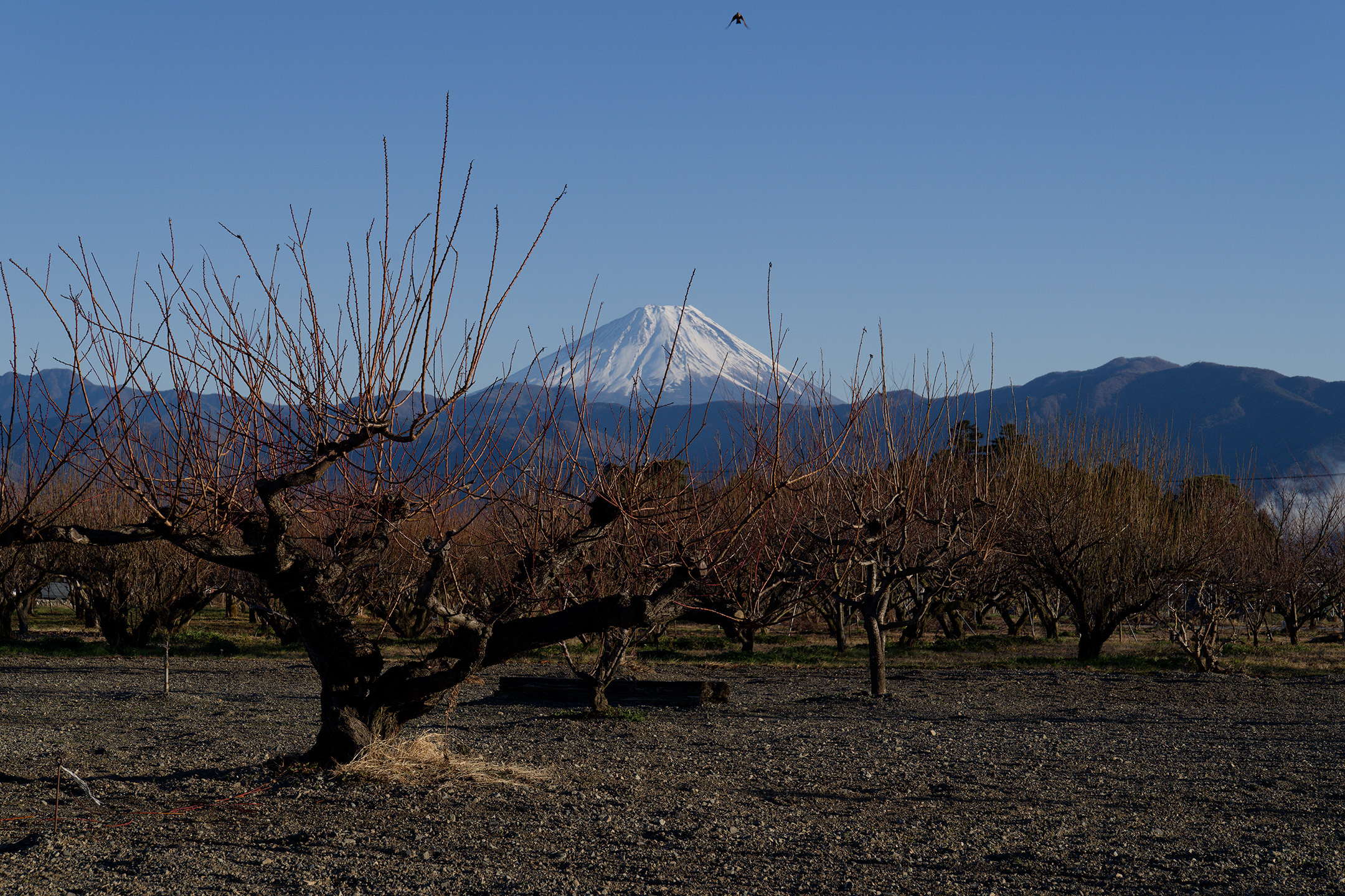 27桃園付近から富士山.jpg