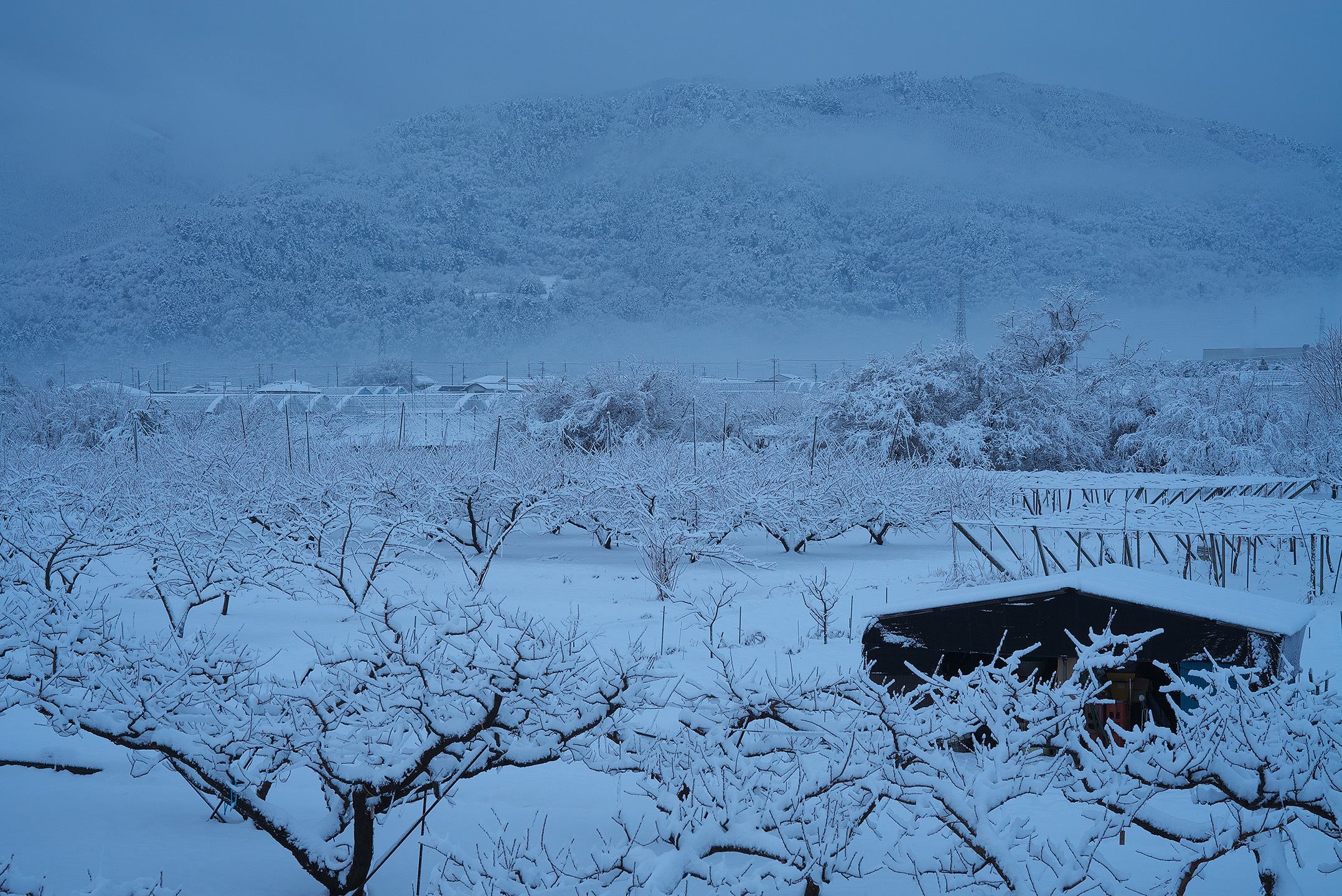 31雪の果樹園.jpg