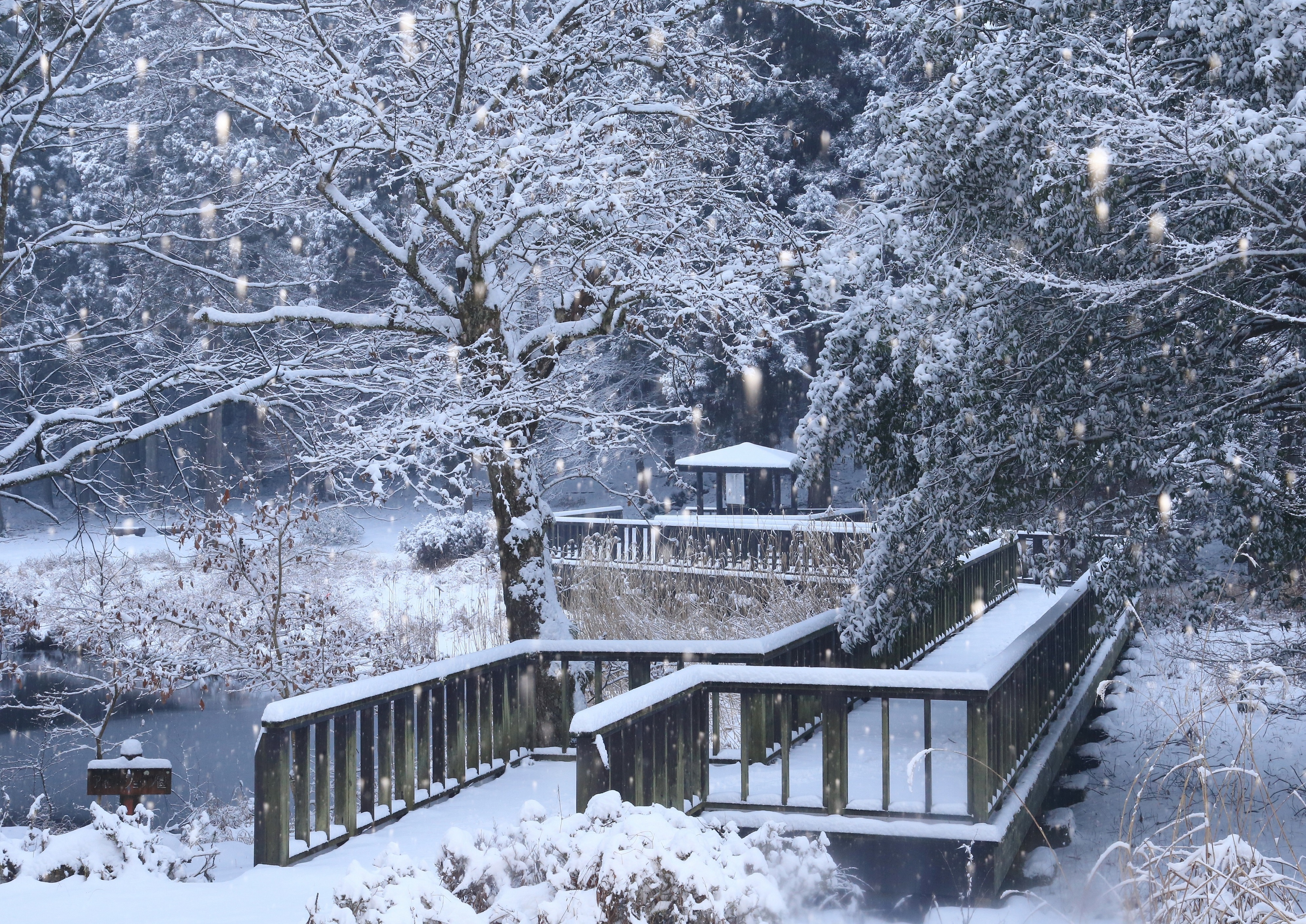 33降雪の菖蒲池.jpg