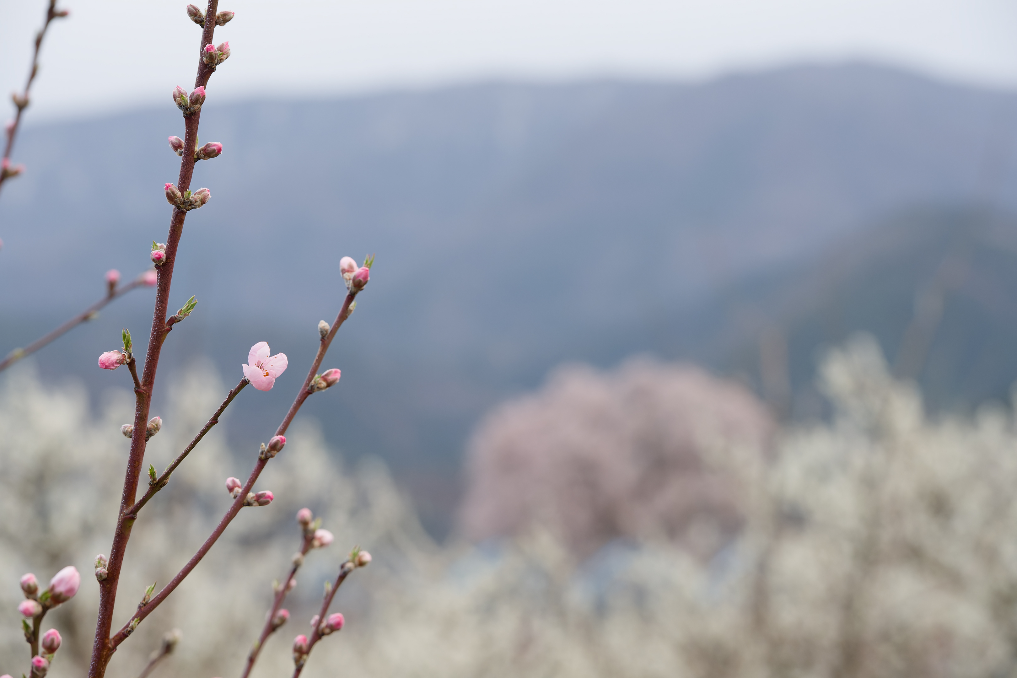 39 桃花ほころび、スモモ満開、桜咲く白根桃源郷.jpg