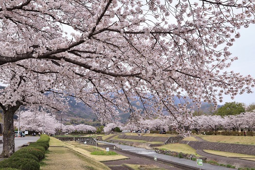 61 滝沢川河川公園の春.jpg