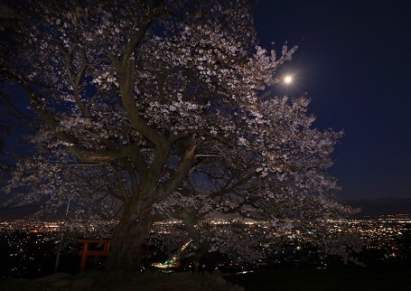 62 孤高の一本桜.jpg