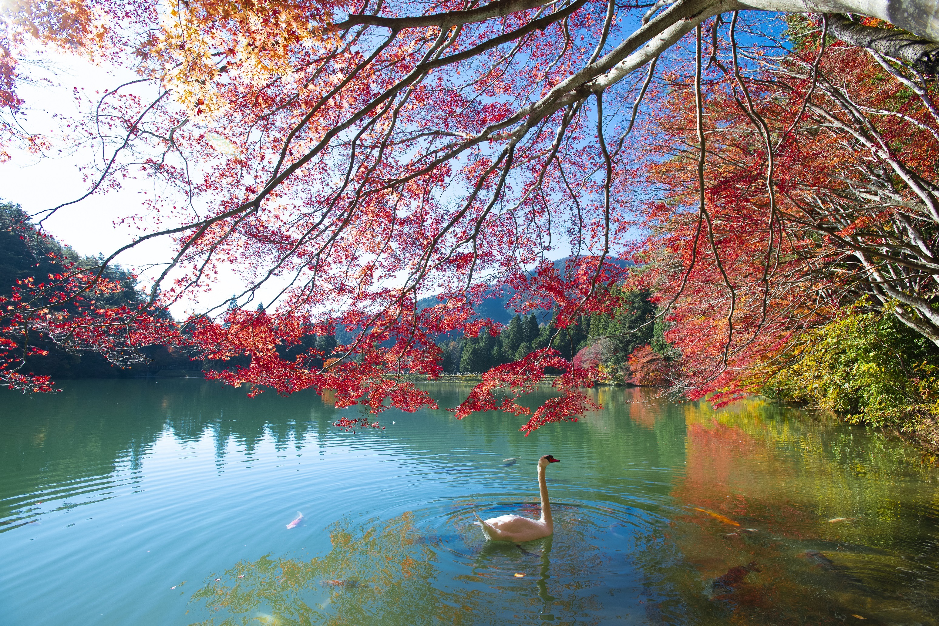 伊奈ヶ湖(白鳥).jpg