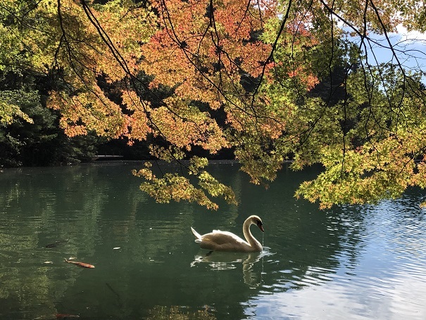 68 紅葉のカーテンと白鳥.jpg