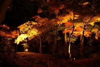紅葉林.JPG
