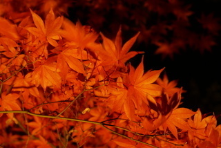 紅葉枝.JPG