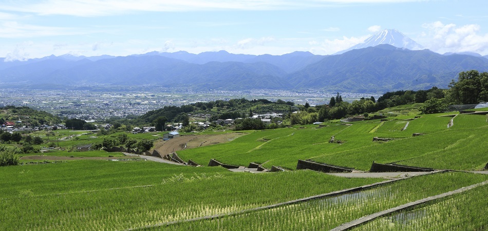 中野の棚田と富士山