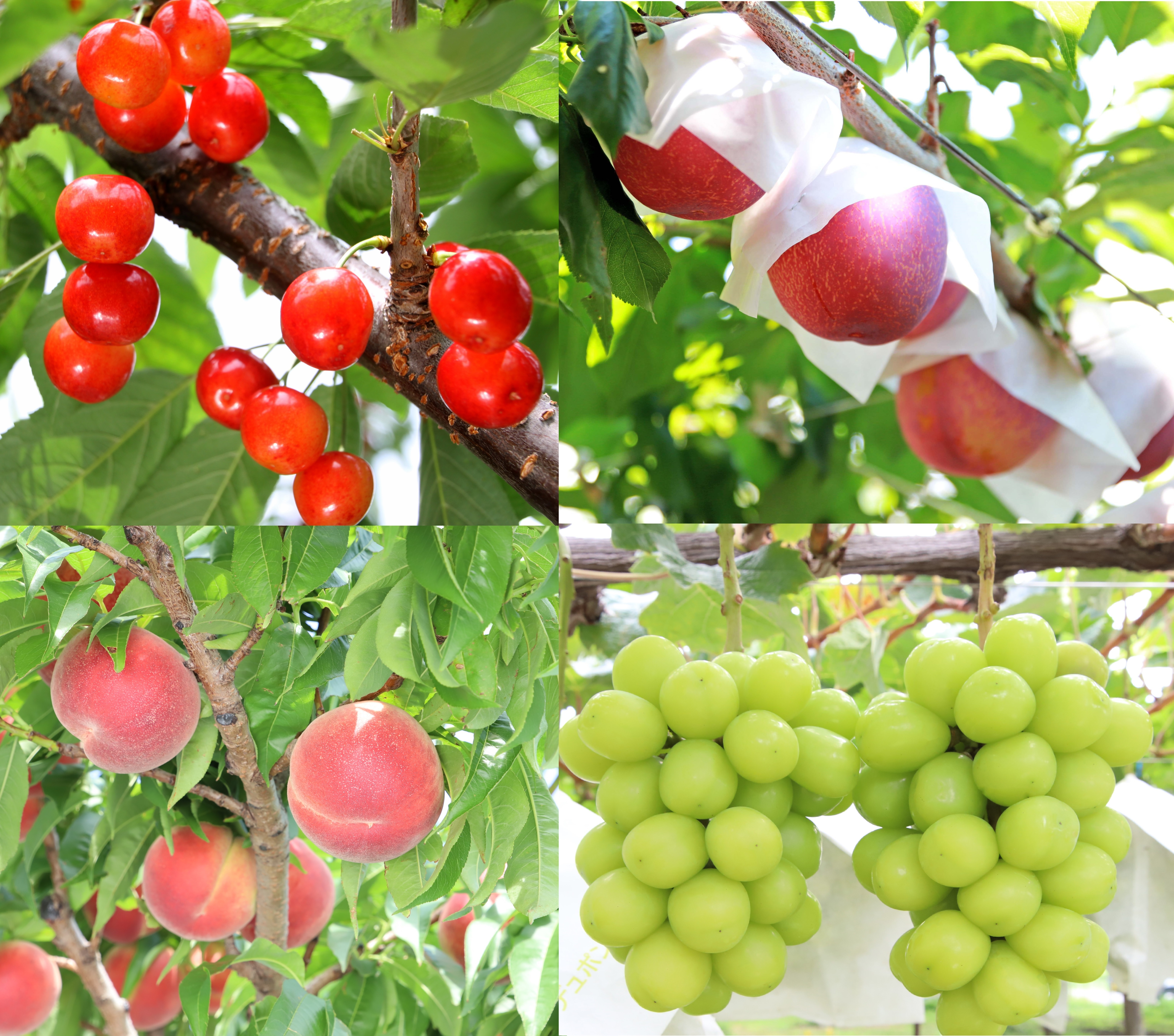 果樹集.jpg