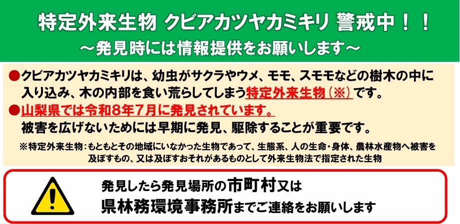 特定外来生物クビアカツヤカミキリについて（警戒）