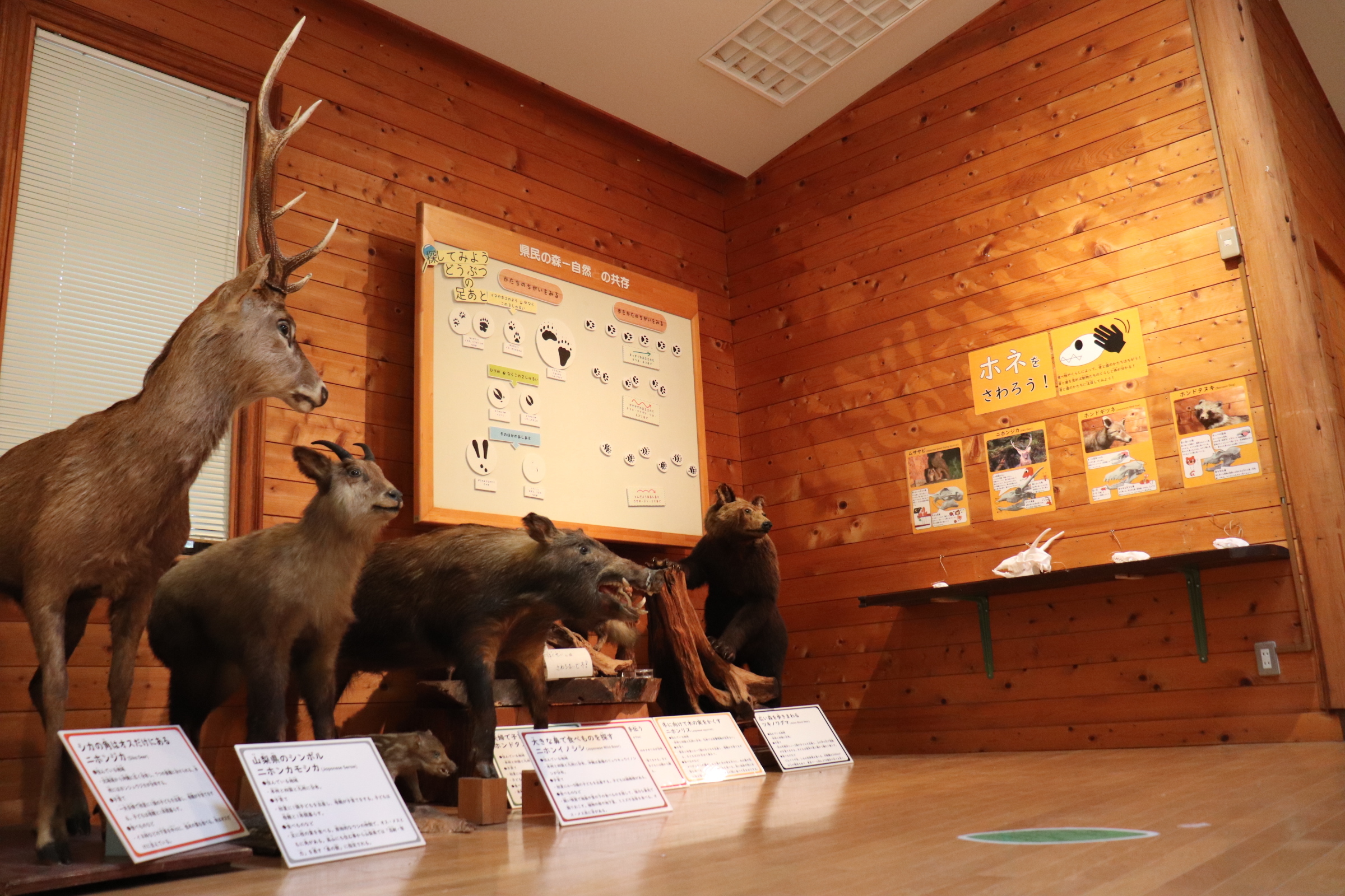 森林科学館_展示作成.JPG