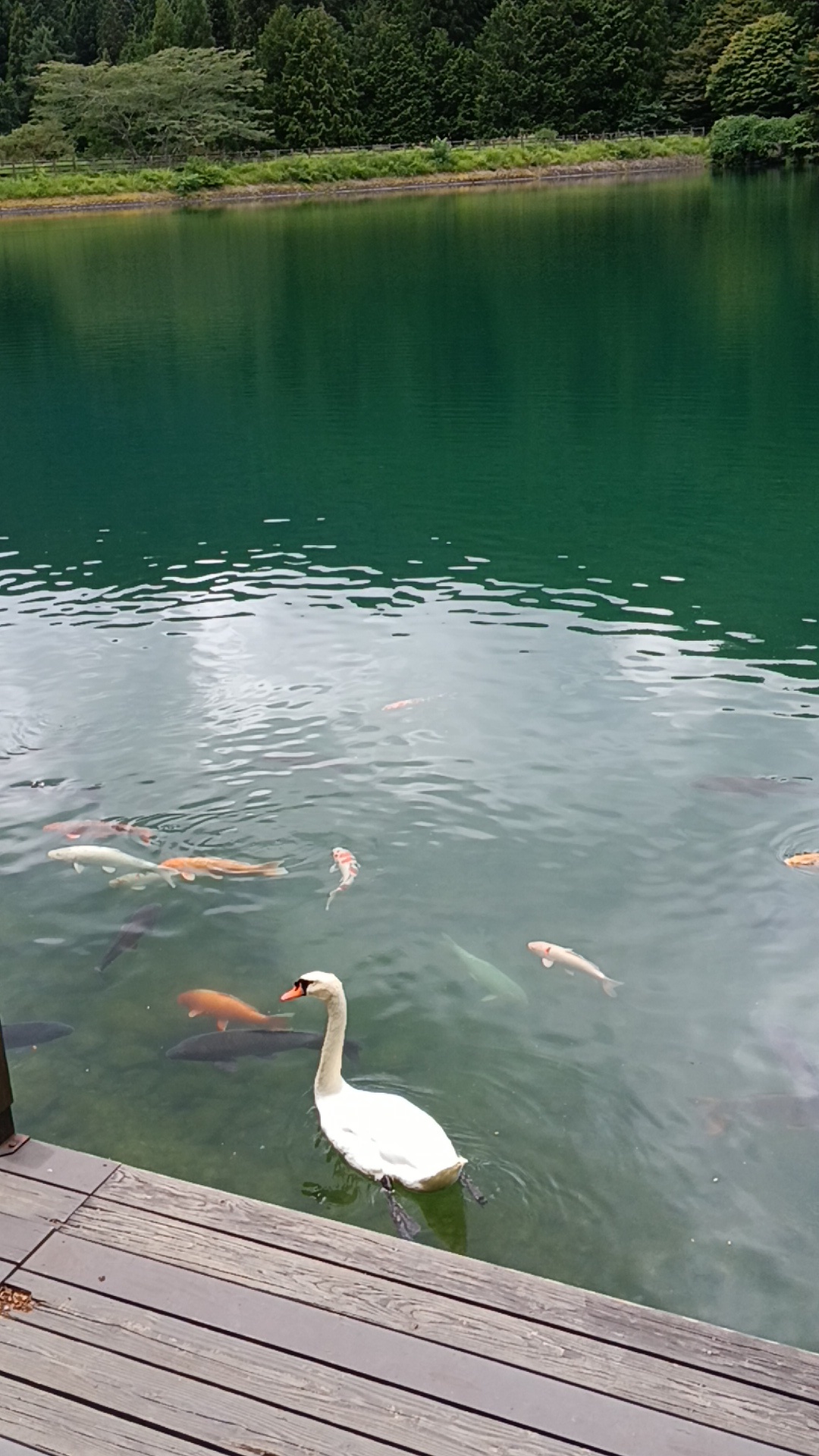90癒しの夏の南伊奈ヶ湖.jpg