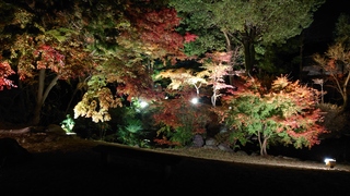 紅葉.jpg