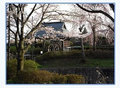 桜と水車小屋