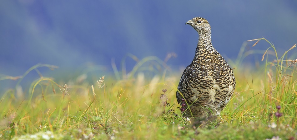 市のシンボル_市の鳥_ライチョウ