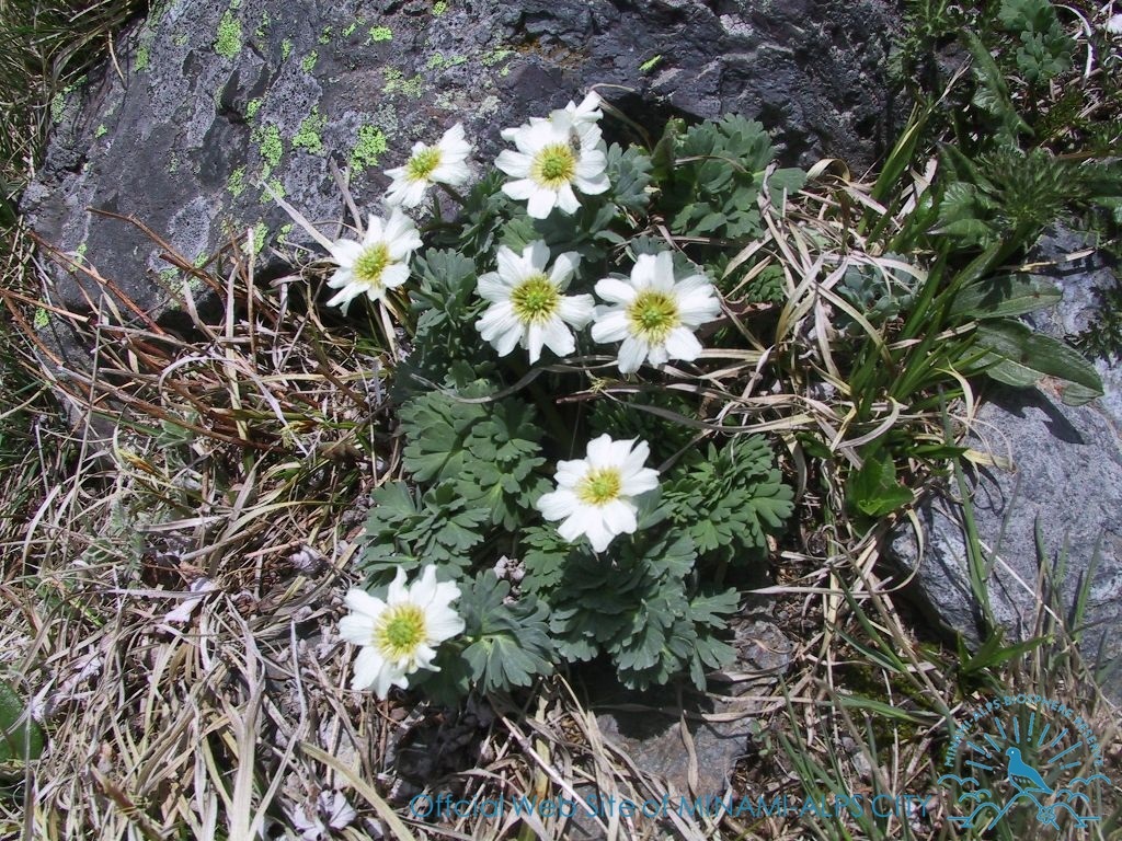 世界で北岳にしか咲かない「キタダケソウ」(6月中旬頃) 