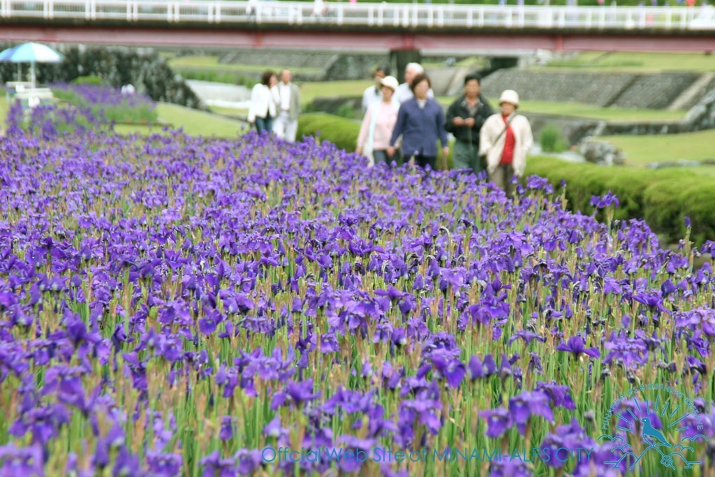 アヤメが咲き誇る滝沢川河川公園(5月初旬～中旬) 