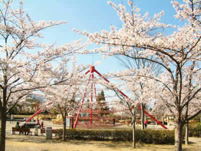 御勅使南公園（みだいこうえん）の桜イメージ