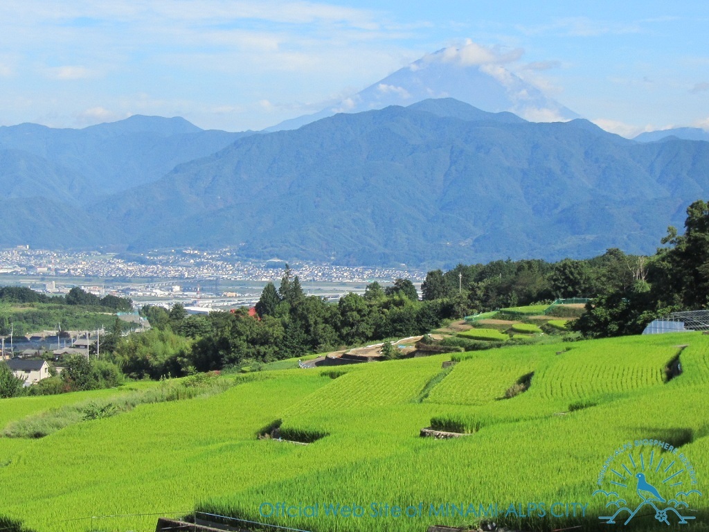 写真:No.135 夏 名称:中野の棚田 所在地:中野 