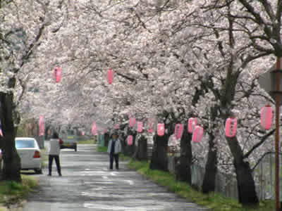 徳島堰沿いの桜並木イメージ