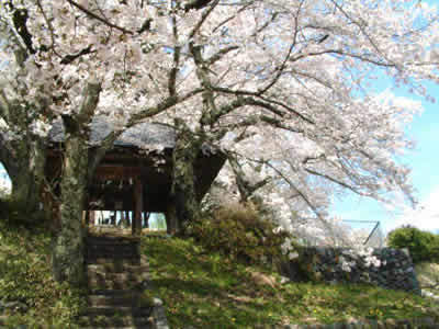 御崎神社の桜並木