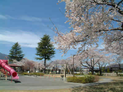 白根中央児童公園の桜