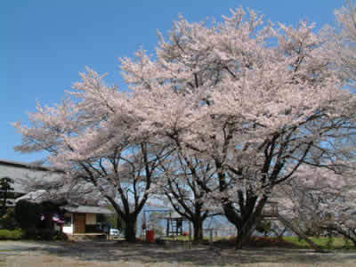 伝嗣院（でんしいん）の桜