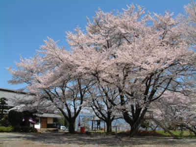 伝嗣院の桜