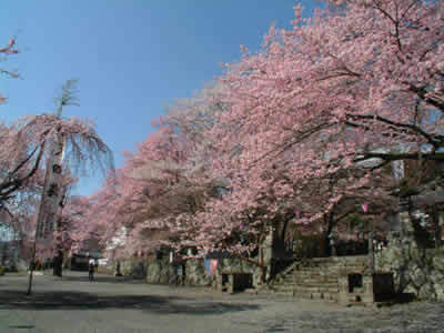 妙了寺（みょうりょうじ）の桜イメージ