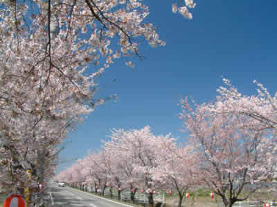 憩いの桜並木通りイメージ