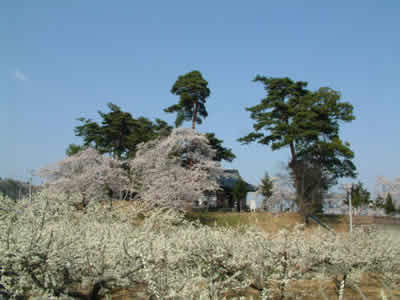 熊野神社の桜