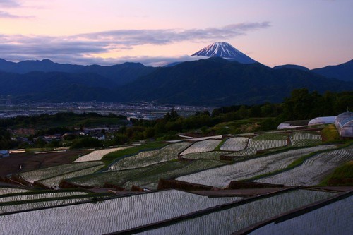 中野区の棚田の風景写真