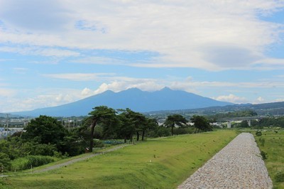 堤防の松並木