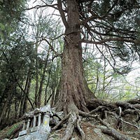 沓沢　山の神　大栂