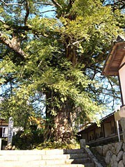 広誓院のカヤの木
