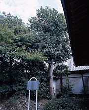 隆昌院の多羅葉樹