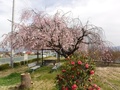 (１)下高砂農村公園(下高砂宮東地区)の桜