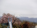 (2)下高砂農村公園(下高砂宮東地区)の桜と富士山