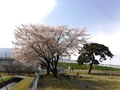 (2)緑地広場(上高砂一番下地先)の桜2