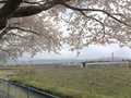 (3)緑地広場(上高砂一番下地先)の桜と富士団