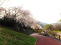 秋山川すももの郷公園(落合1906)の右岸の桜並木