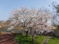 秋山川すももの郷公園(落合1906)の右岸桜