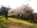 秋山川すももの郷公園(落合1906)のお花見が出来るスペース