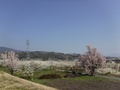 秋山川すももの郷公園(落合1906)のすもも畑